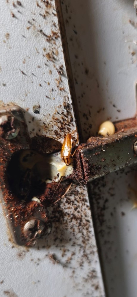 Je vais traiter une infestation de cafards à Agde