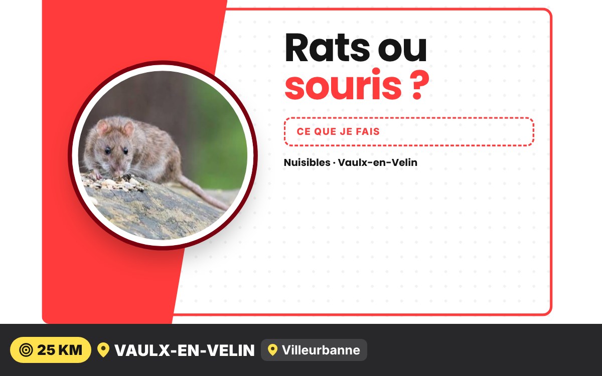 Je vais vous débarrasser des rats et des souris à Écully
