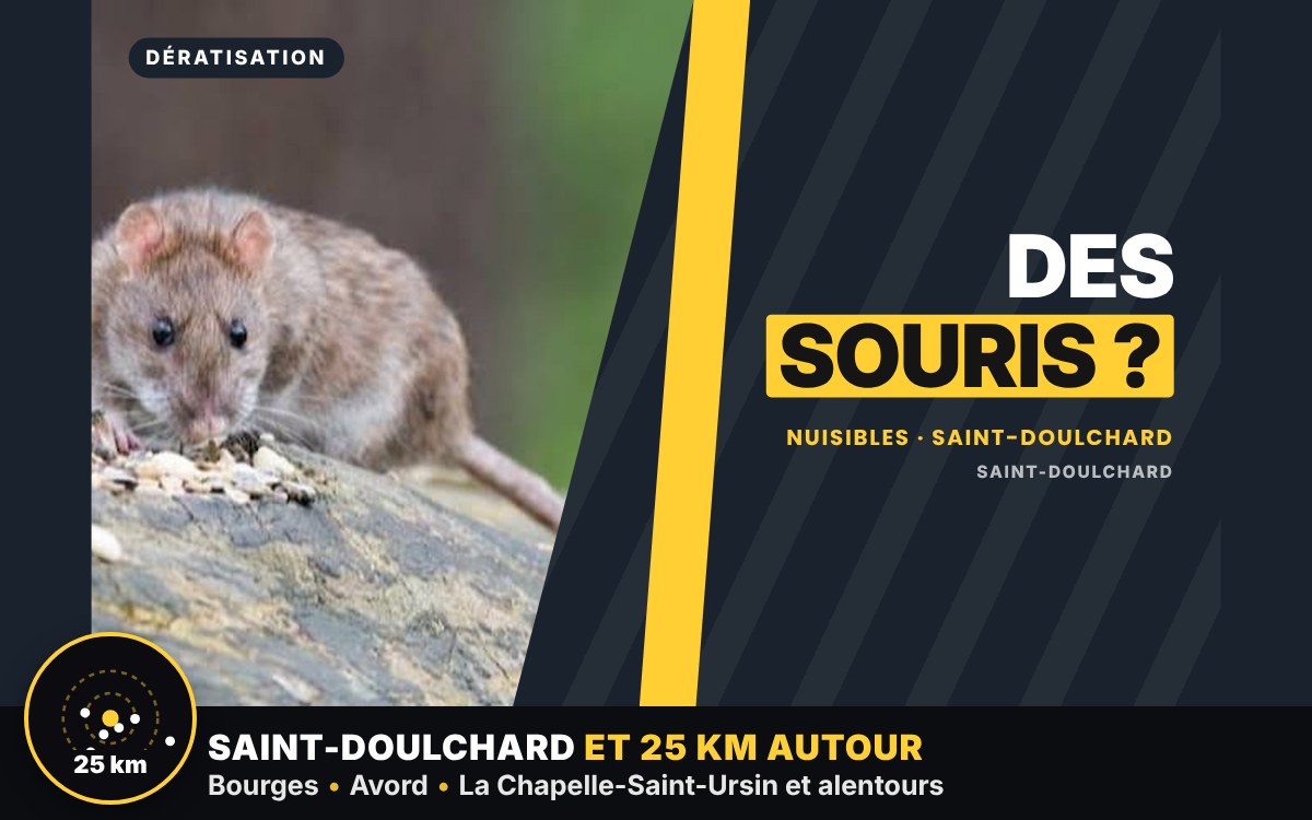 Je vais vous débarrasser des souris dans votre maison à Bourges