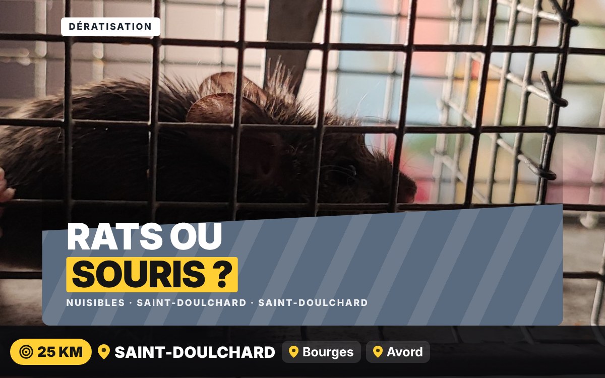 Je vais vous débarrasser des rats et des souris à Bourges
