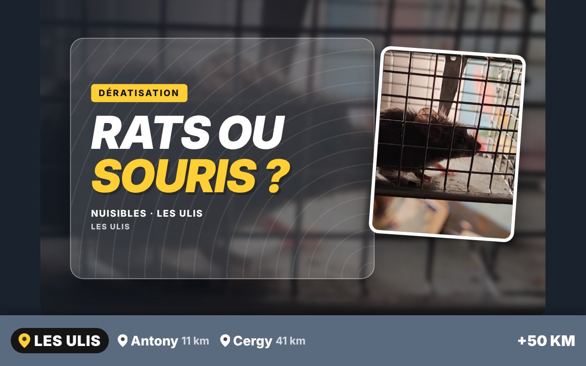 Je vais vous débarrasser des rats et des souris à Paris