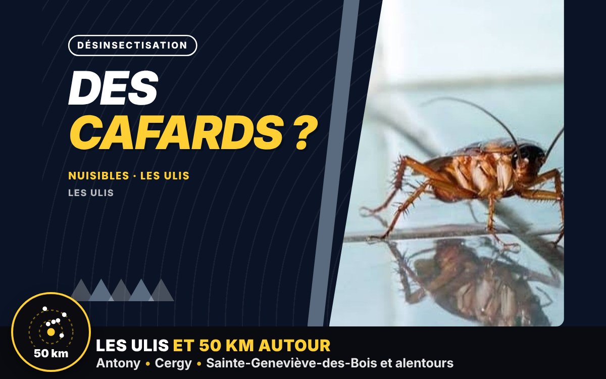 Je vais éliminer vos blattes et cafards à Paris