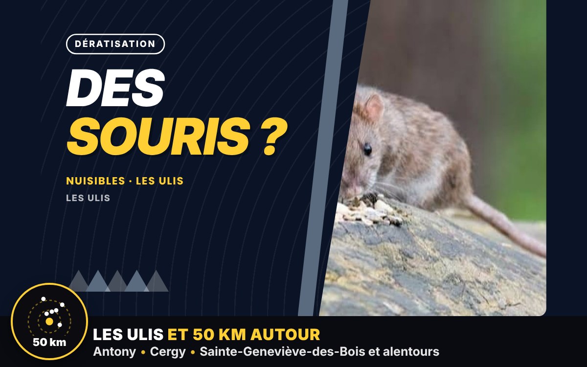 Je vais vous débarrasser des souris dans votre maison à Paris