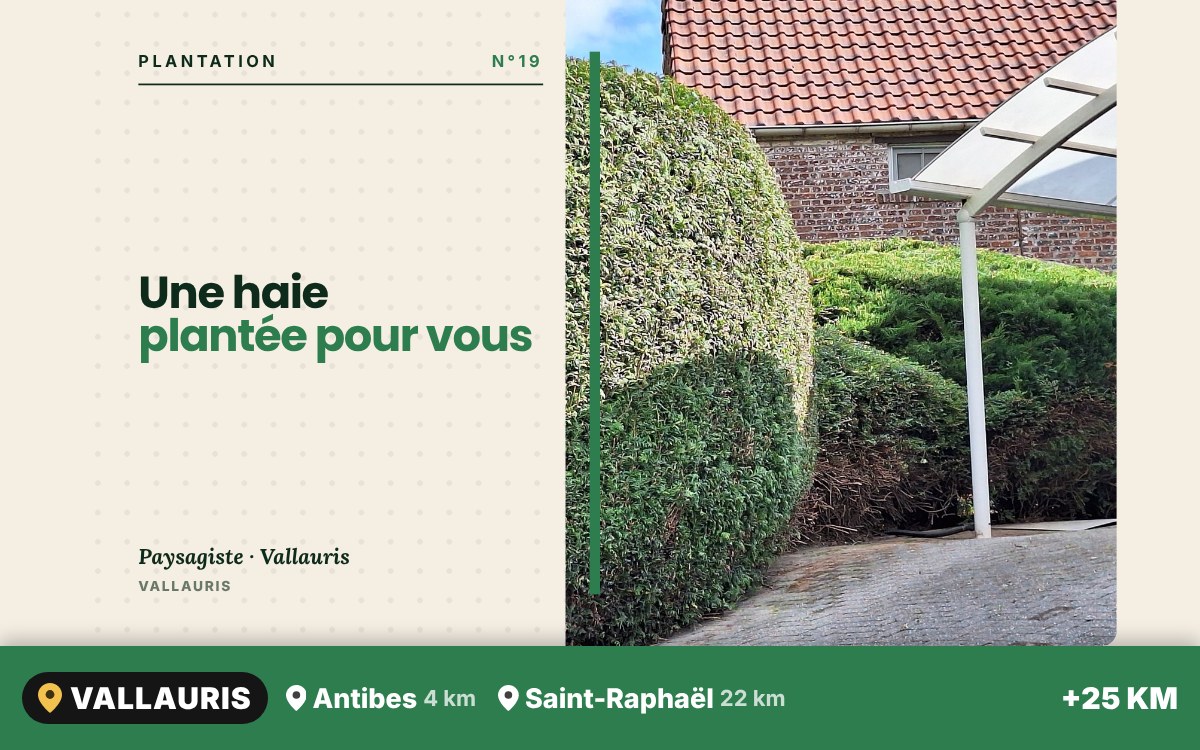 Je vais planter votre nouvelle haie à Nice