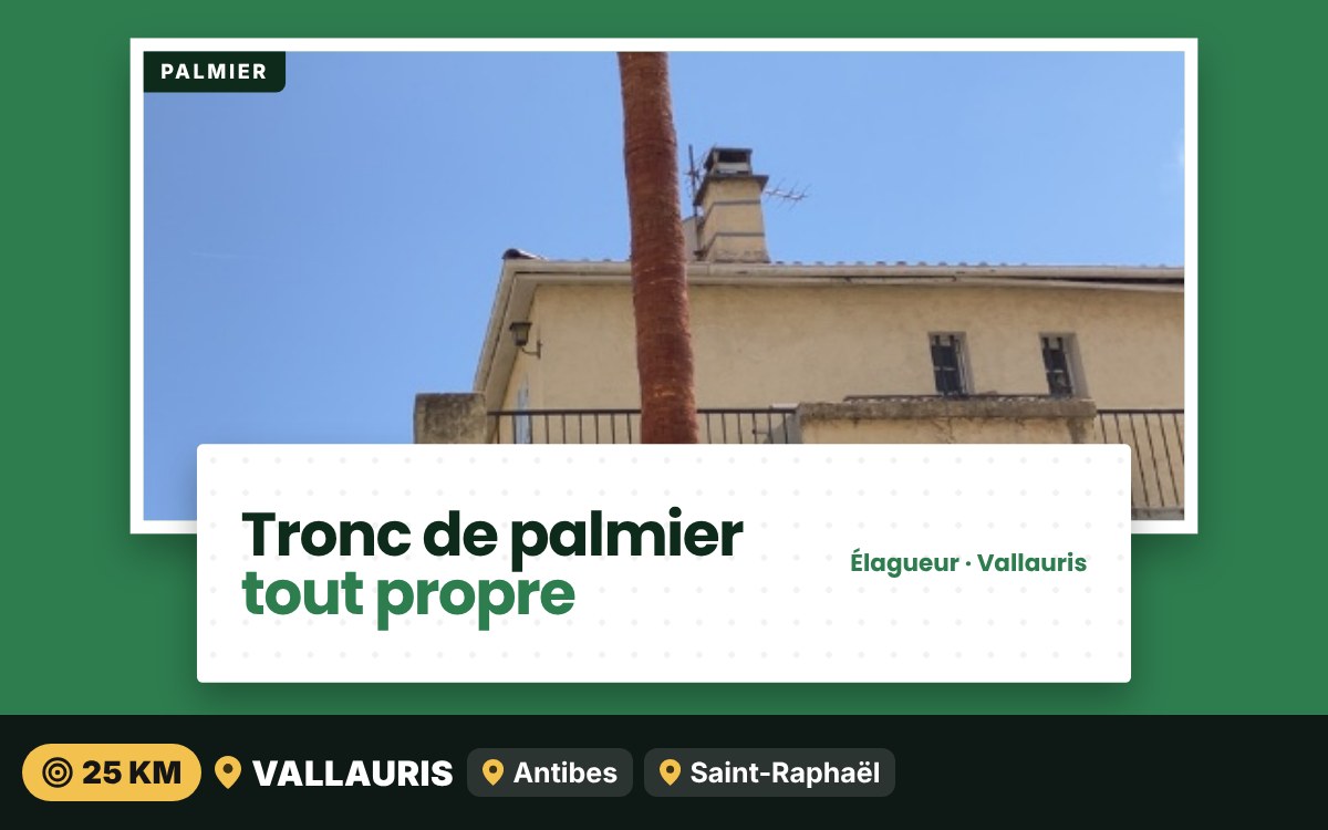 Je vais nettoyer le tronc de votre palmier à Nice