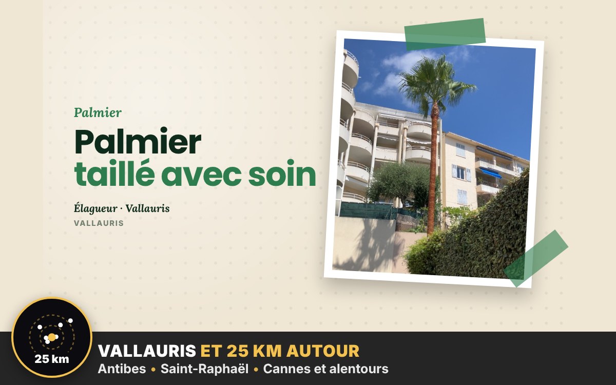 Je vais tailler votre palmier à Nice