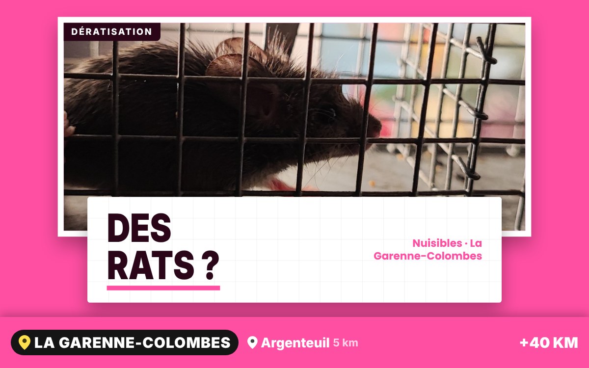 Je vais vous débarrasser des rats et des souris à Paris