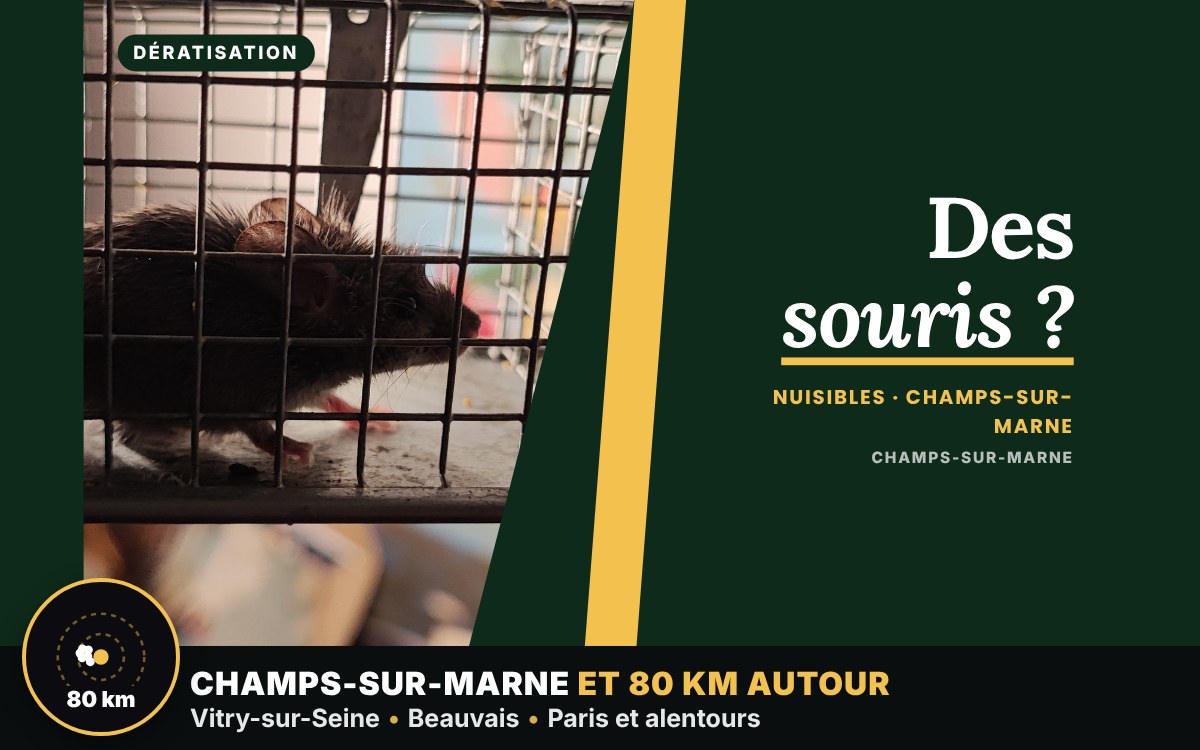 Je vais vous débarrasser des souris dans votre maison à Chartres