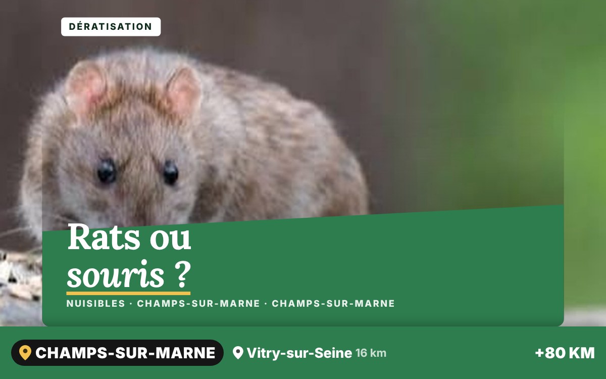 Je vais vous débarrasser des rats et des souris à Paris