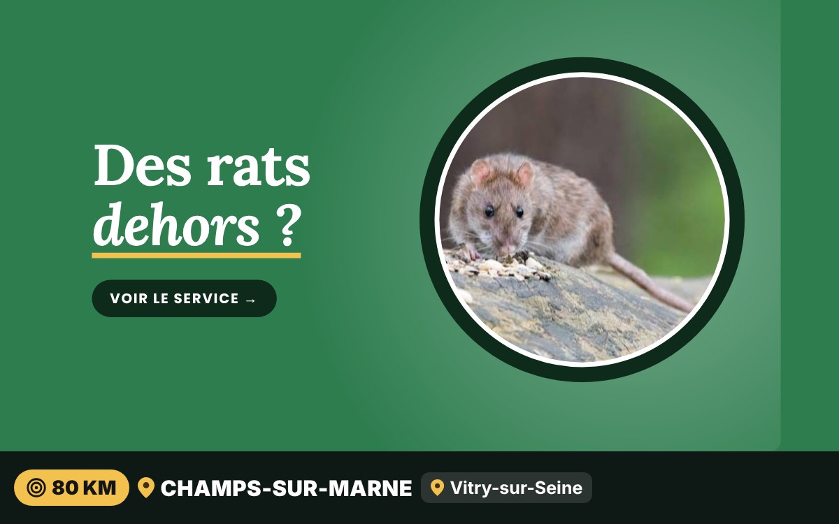 Je vais éliminer les rats de votre cave, jardin ou local poubelles à Chartres