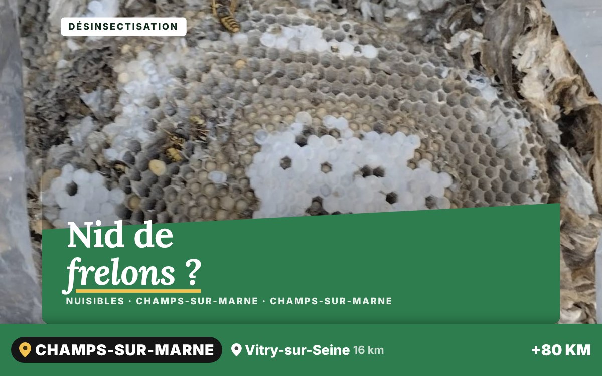 Je vais détruire votre nid de guêpes ou de frelons à Chartres