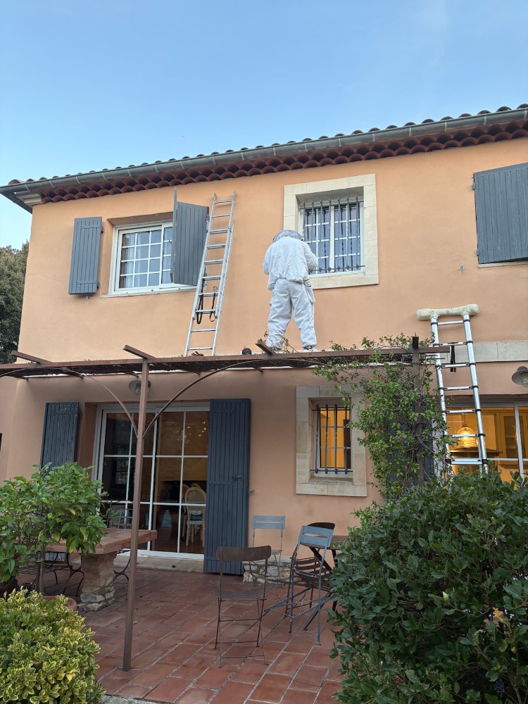Destruction de nids de guêpes – Intervention professionnelle à Alès