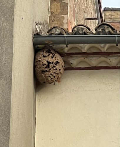 Destruction de nids de frelons asiatiques et européens à Alès